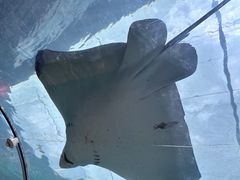 -悉尼海洋生物水族馆