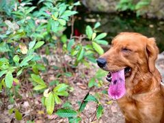 -燕晗山郊野公园