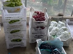 -马陆小张葡萄园农家乐