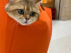 -帕帕拉兹宠物(亚洲旗舰店)