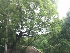 -峙山公园