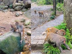 -姑婆山旅游区