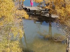 -金塔沙漠胡杨林景区