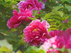 -曹州百花园