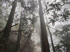 -天目山大树王景区