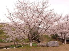 -羊山湖公园