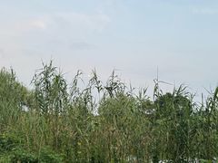 -大塘金香草谷