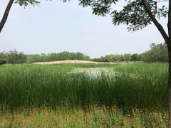 -东郊湿地公园