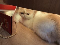 -滚猫咖啡·猫咖·猫友好撸猫(未来城店)