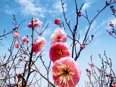 -梅花山(明孝陵内)