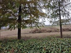 -漩门湾国家湿地公园