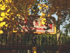 -三里屯东五街银杏大道