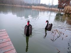 -昆山城市生态森林公园