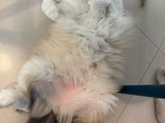 -平行世界·猫咖(首经贸店)