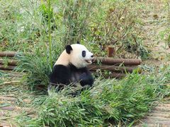 -成都大熊猫繁育研究基地