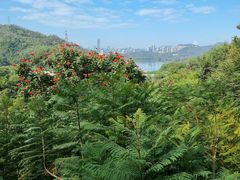 -深圳仙湖植物园