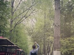 -合肥滨湖国家森林公园