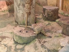 -正佳雨林生态植物园