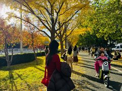 -三里屯东五街银杏大道