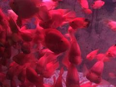 -蓬莱欧乐堡海洋极地世界