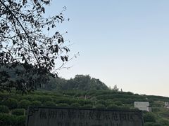 -龙井村