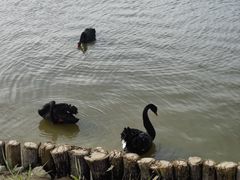 -盐城丹顶鹤湿地生态旅游区