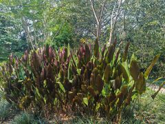-中国科学院西双版纳热带植物园