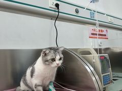 -派美特宠物医院·核磁CT·骨科肿瘤·疑难转诊(沈农禾丰店)