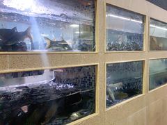 -胖大姐黄辣丁鱼庄(新津店)