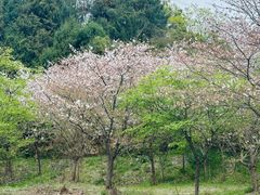-绵阳盛世樱花悠乐谷