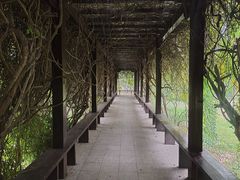 公园紫藤走廊-硅谷亮城