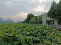 -月湖风景区