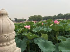 -小王府(什刹海店)