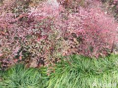 -白塘生态植物园