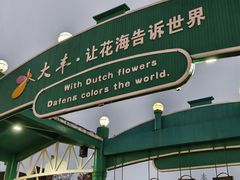 -荷兰花海