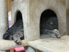 -猫小院猫主题咖啡厅(北锣店)