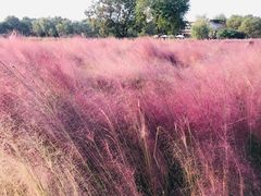 -艾溪湖湿地公园