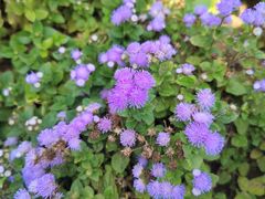 -凉都花海温泉旅游度假区