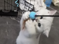 -东方名猫馆·英短金渐层布偶猫舍(环线广场1号楼店)