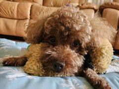 -爱侣宠医·鹦鹉专科·小型哺乳类·异宠专科(灵石路店)