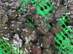-众味海鲜大排档·活海鲜·潮汕味(南澳店)