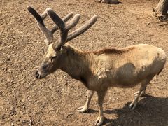 -宿豫区运河湾森林动物园