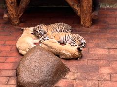 -上海野生动物园