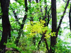 -白草畔自然风景区
