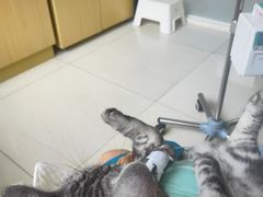 -美联众合动物医院·24h京西诊疗中心