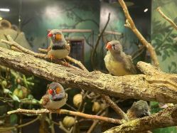 -Zoolung Zoolung动物主题公园(海信广场店)