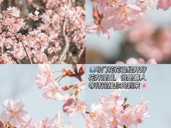-顾村公园