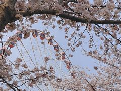 -顾村公园