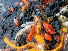 -广东茂名森林公园