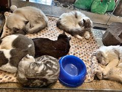 -more than meow吴止猫主题餐厅(承德 中船汇店)